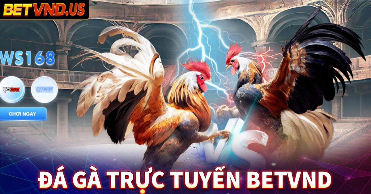 Đá gà trực tuyến Betvnd – Những trận chiến nảy lửa cực cuốn